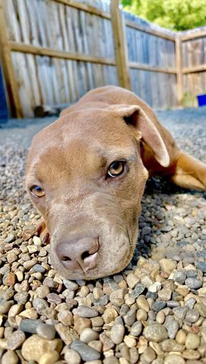 Lucy, Mixed Breed, puppy, available for adoption