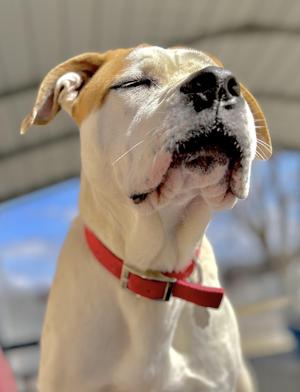 Steph, American Bulldog / Mixed Breed, young, available for adoption