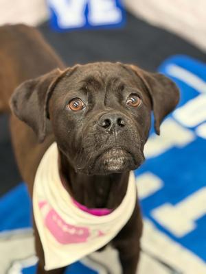 Darcy, Boxer / Mixed Breed, puppy, available for adoption