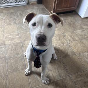 a white dog wearing a blue tie sitting on a tiled floor