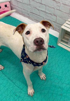 Cam, Treeing Walker Coonhound / Mixed Breed, young, available for adoption