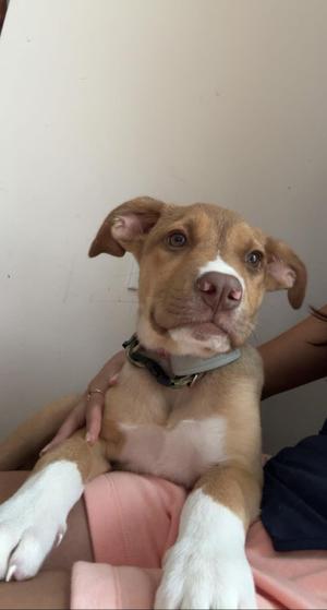 Lucky, Shepherd / Mixed Breed, puppy, available for adoption