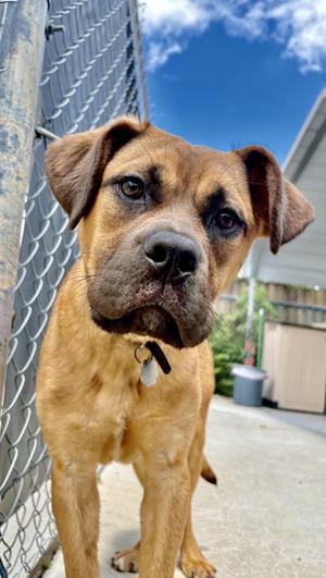 Roberto, Boxer / Mixed Breed, young, available for adoption