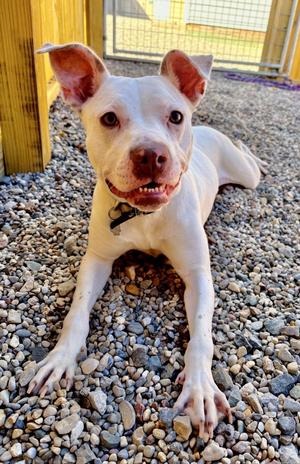 Kerry, Boxer / Mixed Breed, young, available for adoption