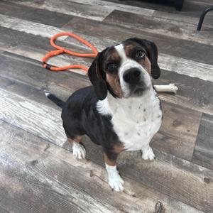 A black, brown, and white dog sitting on a wooden floor with an orange leash and a bone in the background.