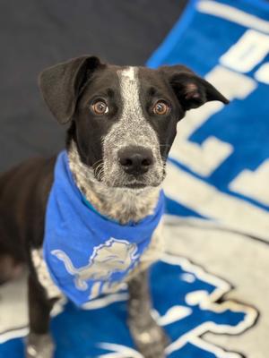 Stewart, Pointer / Mixed Breed, puppy, available for adoption