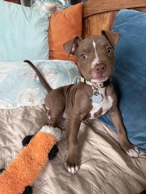 LIbby, Pointer / Mixed Breed, puppy, available for adoption