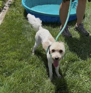Cookie, Poodle / Mixed Breed, adult, available for adoption