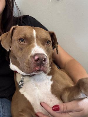 Cinnibar, Labrador Retriever / Mixed Breed, young, available for adoption