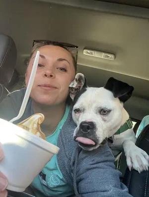 Mara, Boxer / Bull Terrier, young, available for adoption