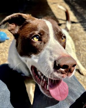 Flash, Border Collie / Mixed Breed, young, available for adoption