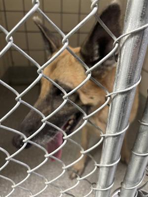 A188019, German Shepherd Dog, senior, available for adoption