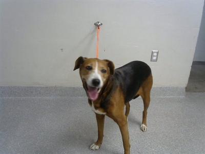 BETTY, Harrier, adult, available for adoption