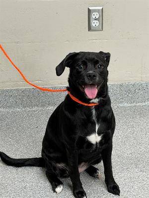A188535, Labrador Retriever, young, available for adoption