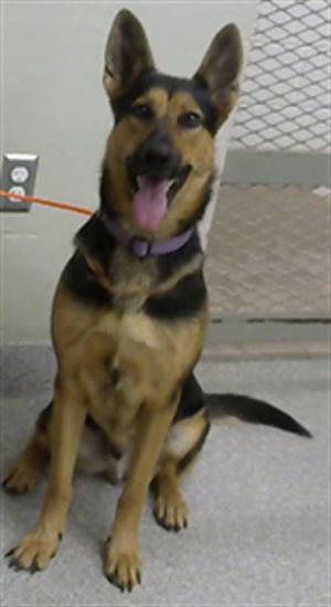 ATLAS, German Shepherd Dog, adult, available for adoption