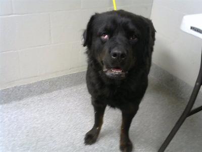 AZULA, Rottweiler, adult, available for adoption