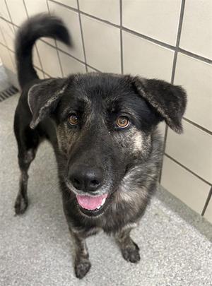 A187784, German Shepherd Dog, adult, available for adoption