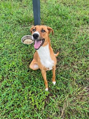 ASIA, Carolina Dog, adult, available for adoption