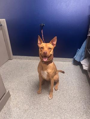 A186857, Labrador Retriever, adult, available for adoption