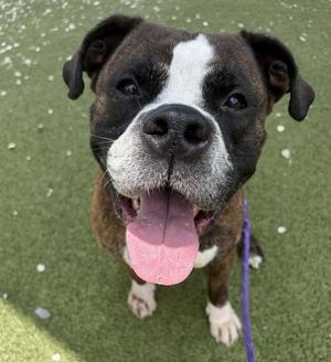 AUGUSTUS, Boxer, senior, available for adoption