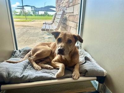 ANDY, Labrador Retriever, senior, available for adoption