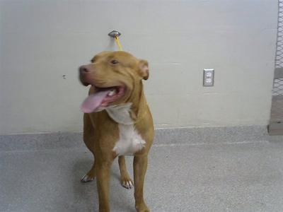 A186807, Staffordshire Bull Terrier, adult, available for adoption