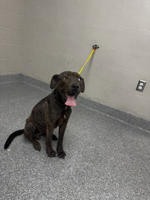a brown dog sitting on a gray floor with a yellow leash attached to its collar