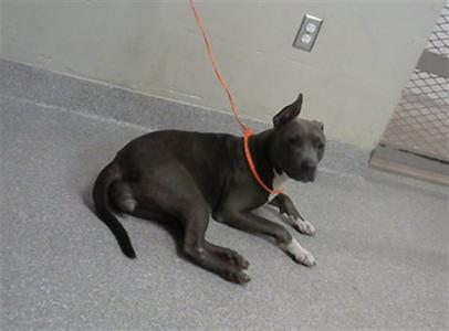 ATHENA, American Pit Bull Terrier, young, available for adoption