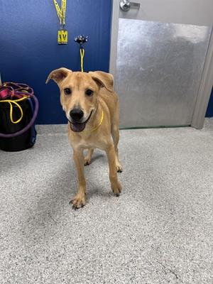 BRUNO, Labrador Retriever, young, available for adoption