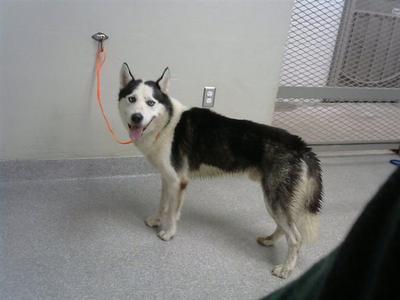 ASHER, Siberian Husky, adult, available for adoption
