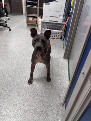 A188652, American Staffordshire Terrier, adult, available for adoption