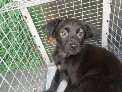 BANDIT, Chihuahua, puppy, available for adoption