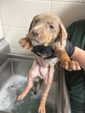 A188338, Staffordshire Bull Terrier, puppy, available for adoption