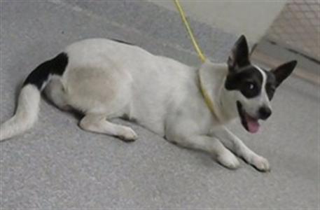 A186913, Australian Shepherd, young, available for adoption