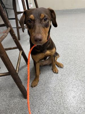 A188665, Doberman Pinscher, young, available for adoption