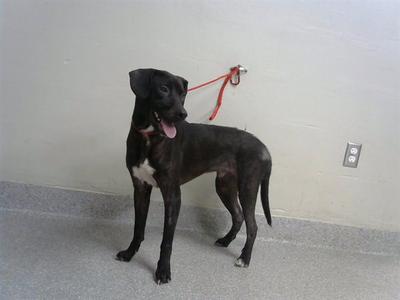 BRUNO, Border Collie, adult, available for adoption