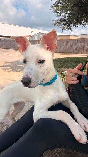 BREAD AND BUTTER PICKLE, German Shepherd Dog, young, available for adoption