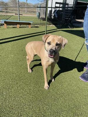 BELL, Staffordshire Bull Terrier, adult, available for adoption