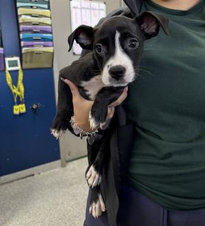 A188644, American Pit Bull Terrier, puppy, available for adoption