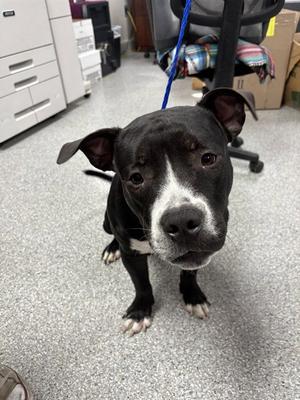 BEAU, Staffordshire Bull Terrier, adult, available for adoption