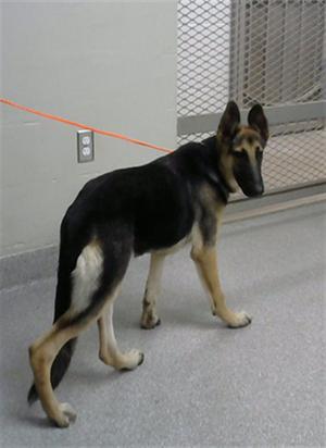 A black and tan German Shepherd puppy walking on a leash in a shelter or kennel setting.