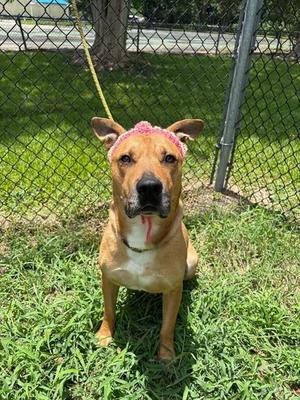BRONCO, American Pit Bull Terrier / German Shepherd Dog, adult, available for adoption