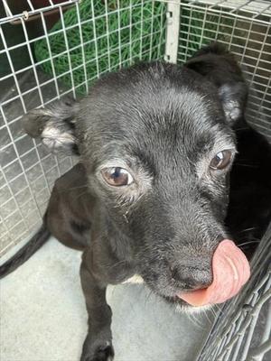 A186868, Chihuahua, puppy, available for adoption