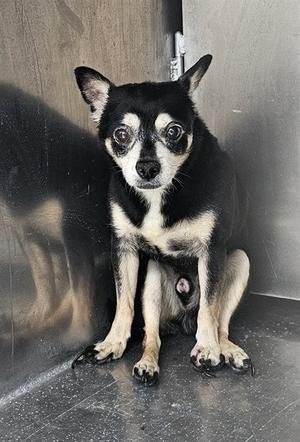 A188515, Chihuahua, senior, available for adoption