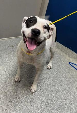 BAILEY, American Pit Bull Terrier, adult, available for adoption