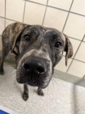 A188659, American Pit Bull Terrier, adult, available for adoption