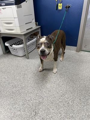 A188324, American Pit Bull Terrier, senior, available for adoption