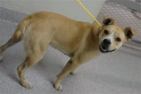 BEAUTY, American Pit Bull Terrier, adult, available for adoption