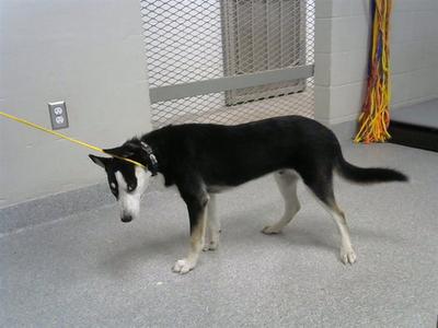 a black and white dog on a yellow leash standing on a gray floor