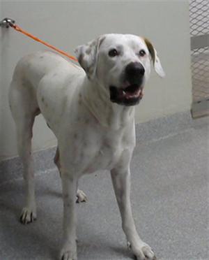 A white dog with black spots standing on a gray floor, wearing an orange leash.